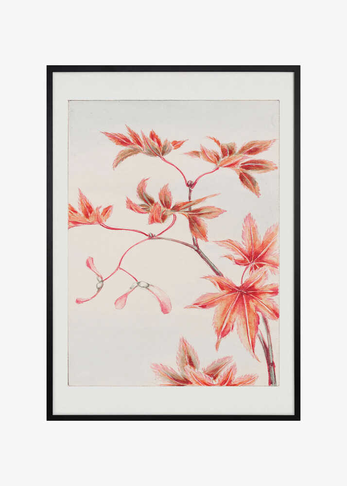 Branch of Momiji Maple Tree With Leaves and Seeds During 1870–1880