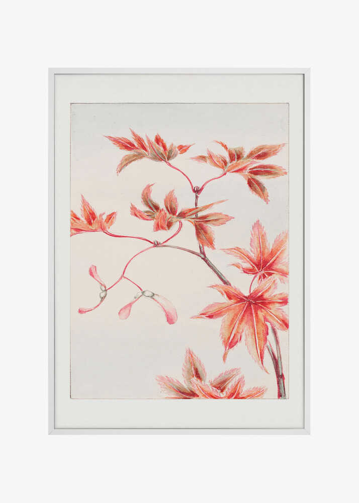 Branch of Momiji Maple Tree With Leaves and Seeds During 1870–1880