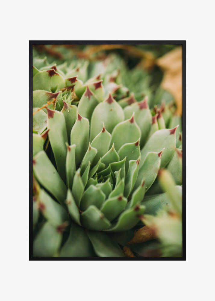 Succulent Whorl