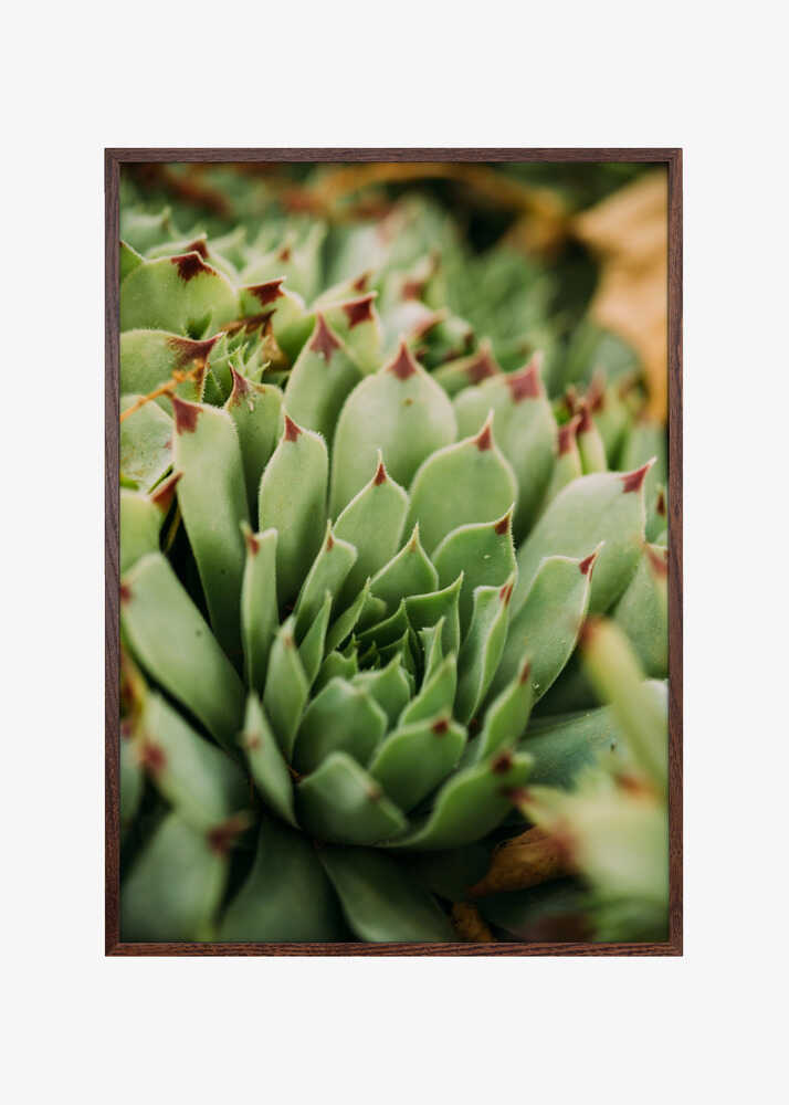 Succulent Whorl