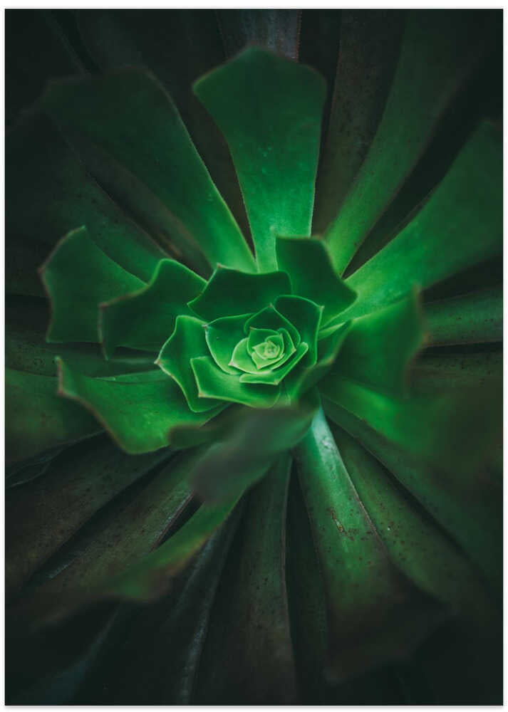 Green Spiral Bloom