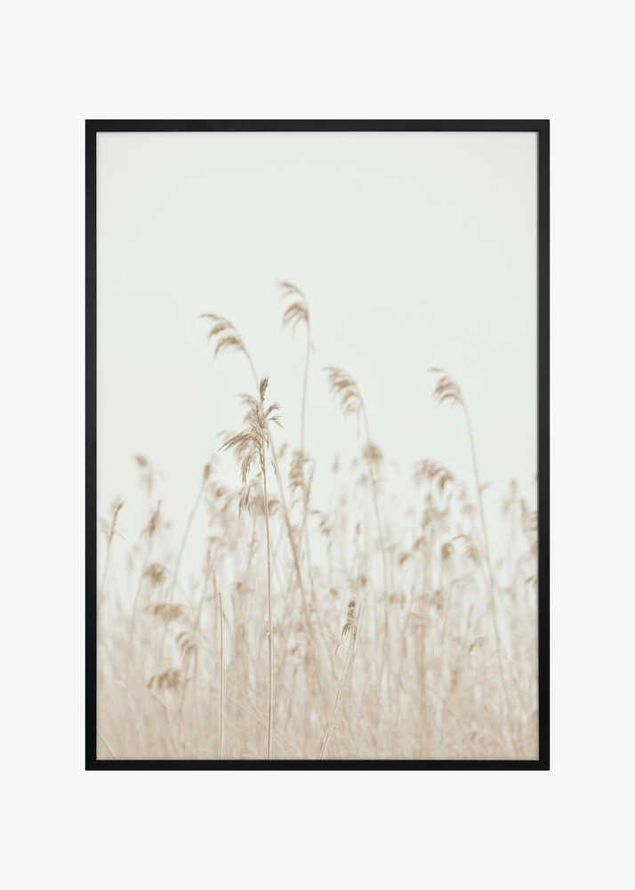 Winter reed