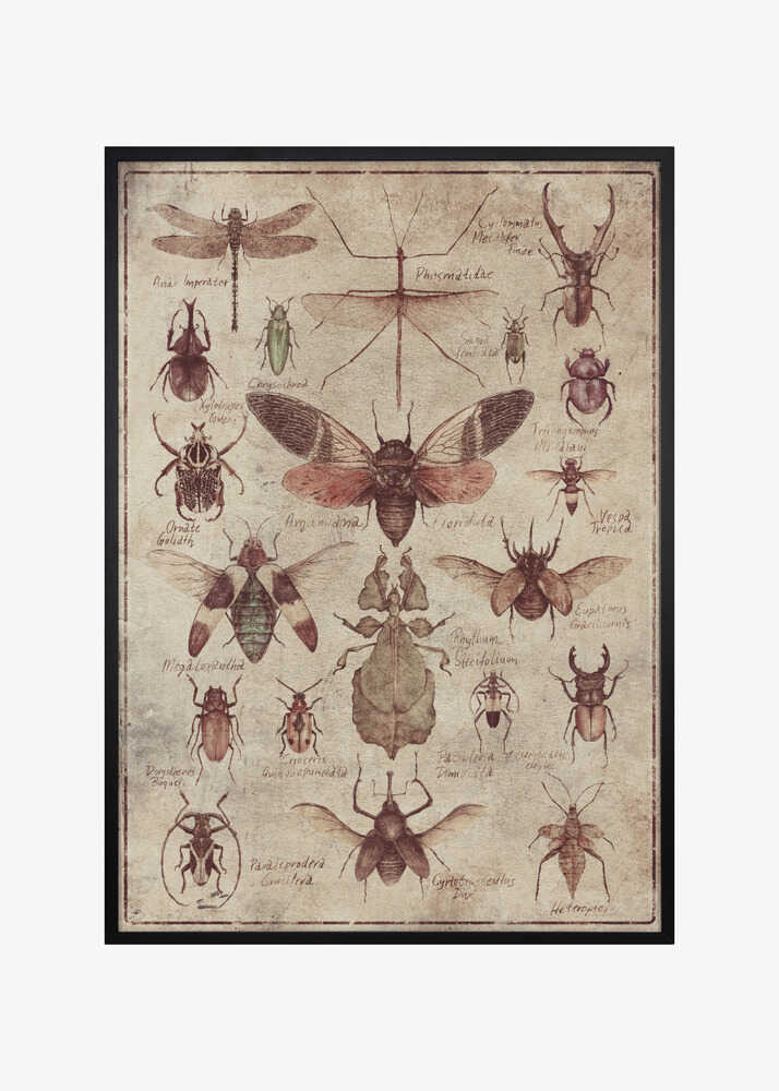 Vintage-style  Insects