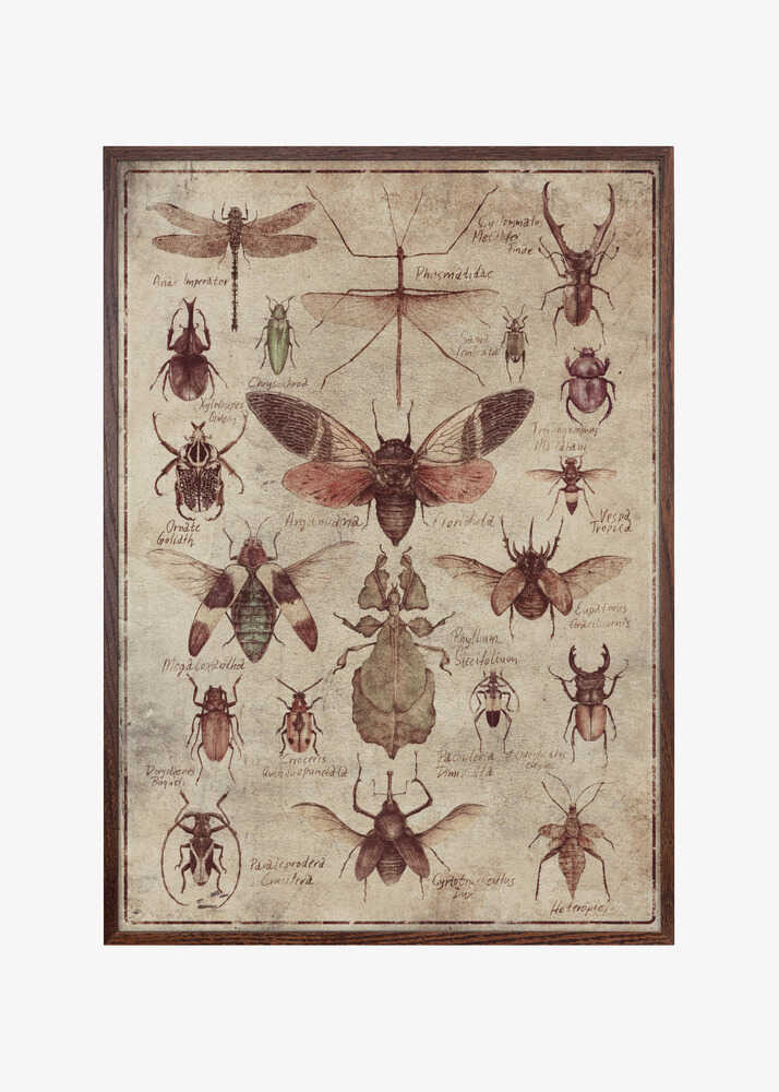 Vintage-style  Insects