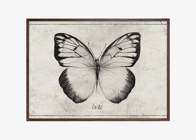 Sketch Of A Butterfly