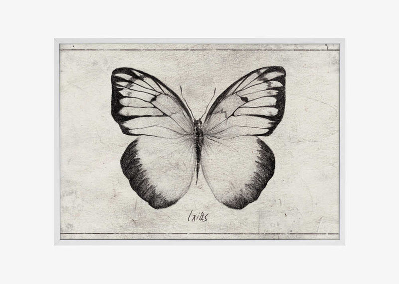 Sketch Of A Butterfly