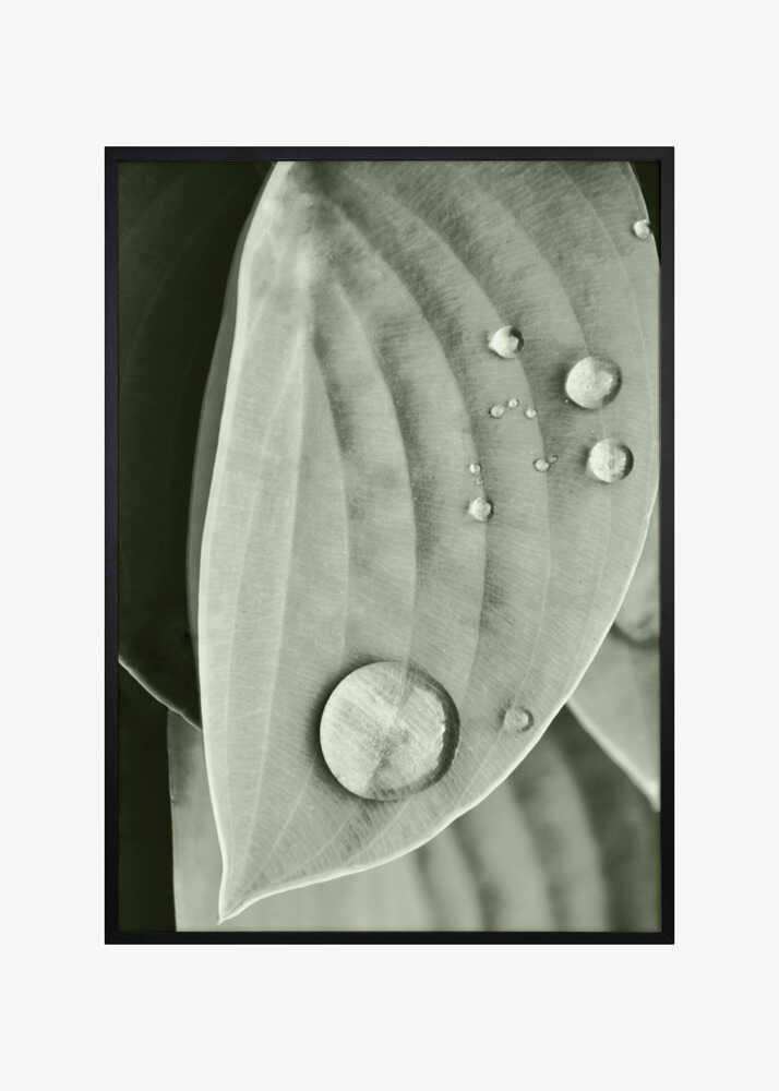 Dew on Leaf Elegance