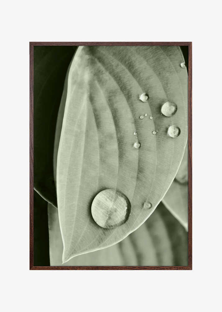 Dew on Leaf Elegance