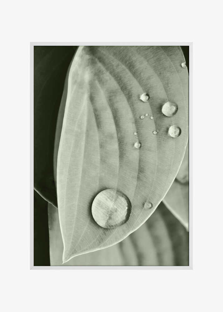 Dew on Leaf Elegance