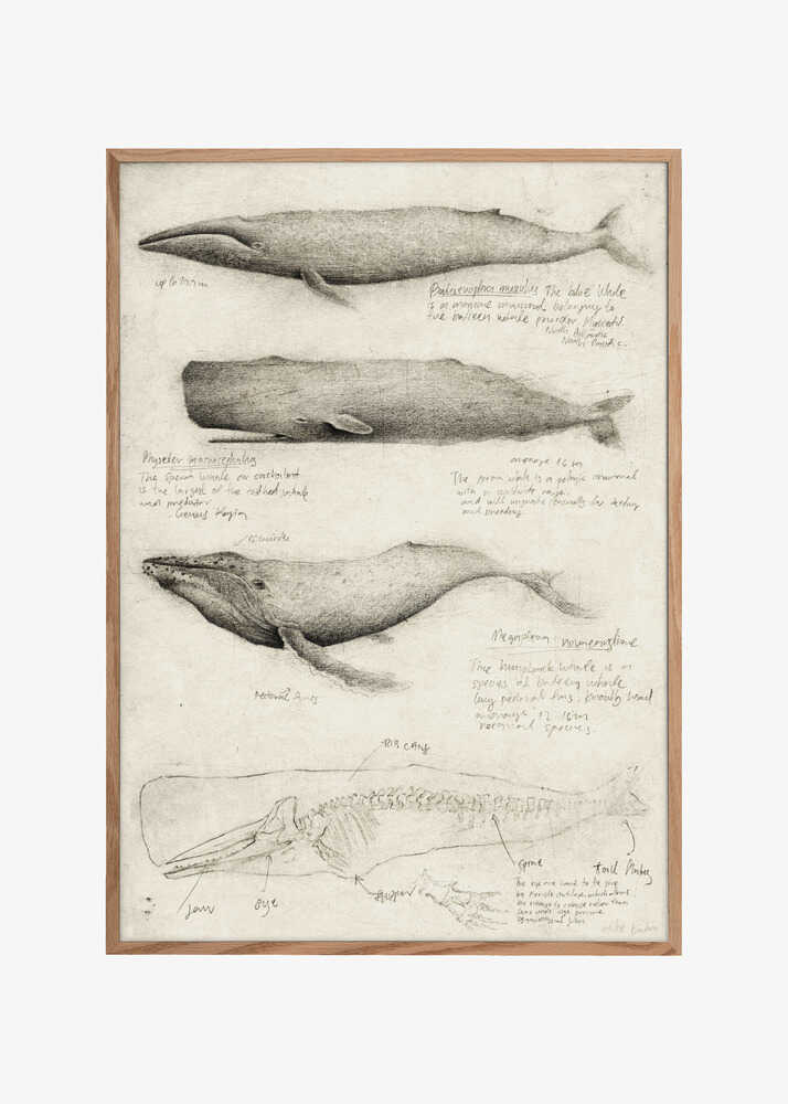 Sketches Of Various Whale