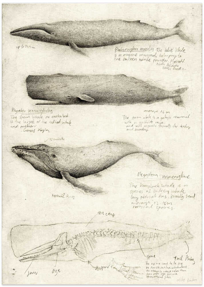 Sketches Of Various Whale