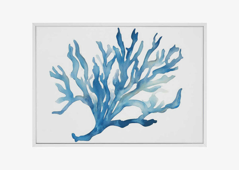 Blue Coral