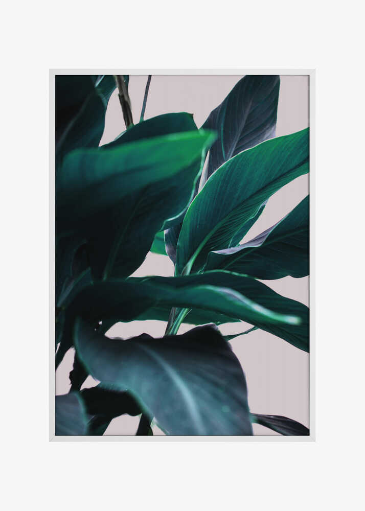 Elegance Of Tropical Leaves