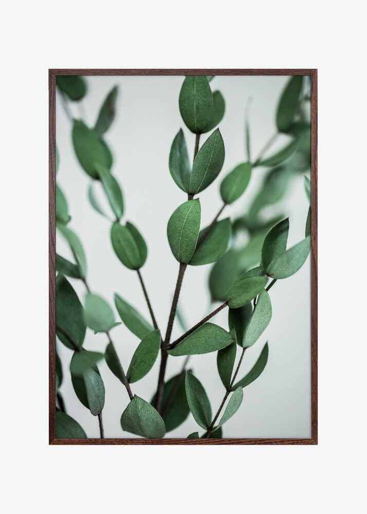 Eucalyptus Branches