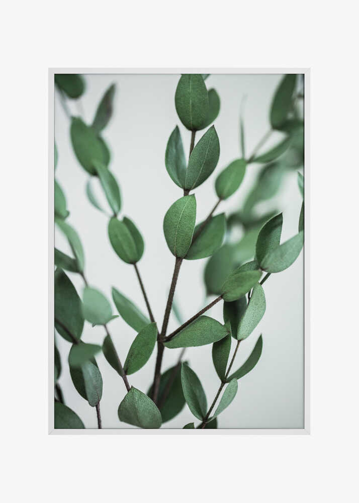 Eucalyptus Branches