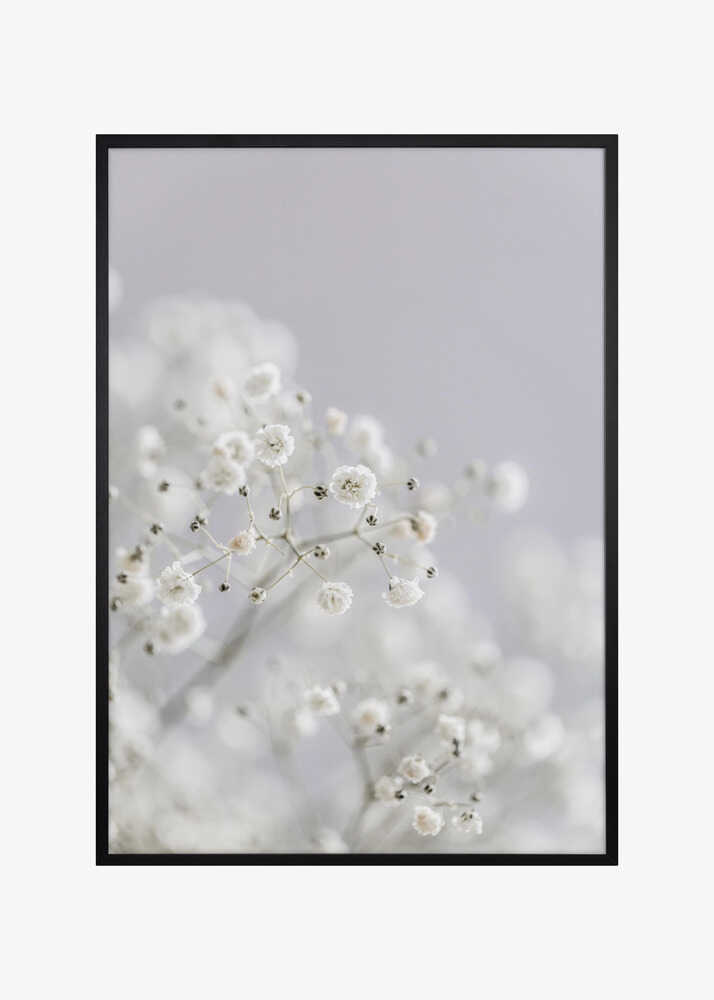 White Breath Flowers