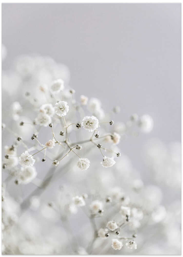 White Breath Flowers