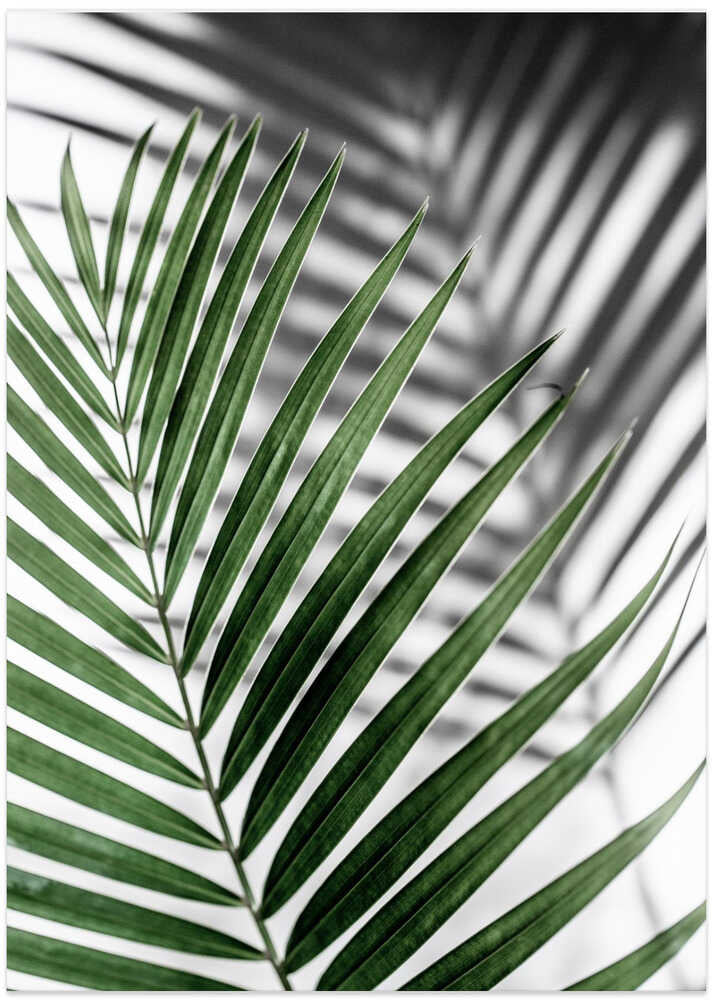 Vibrant Green Palm Leaf