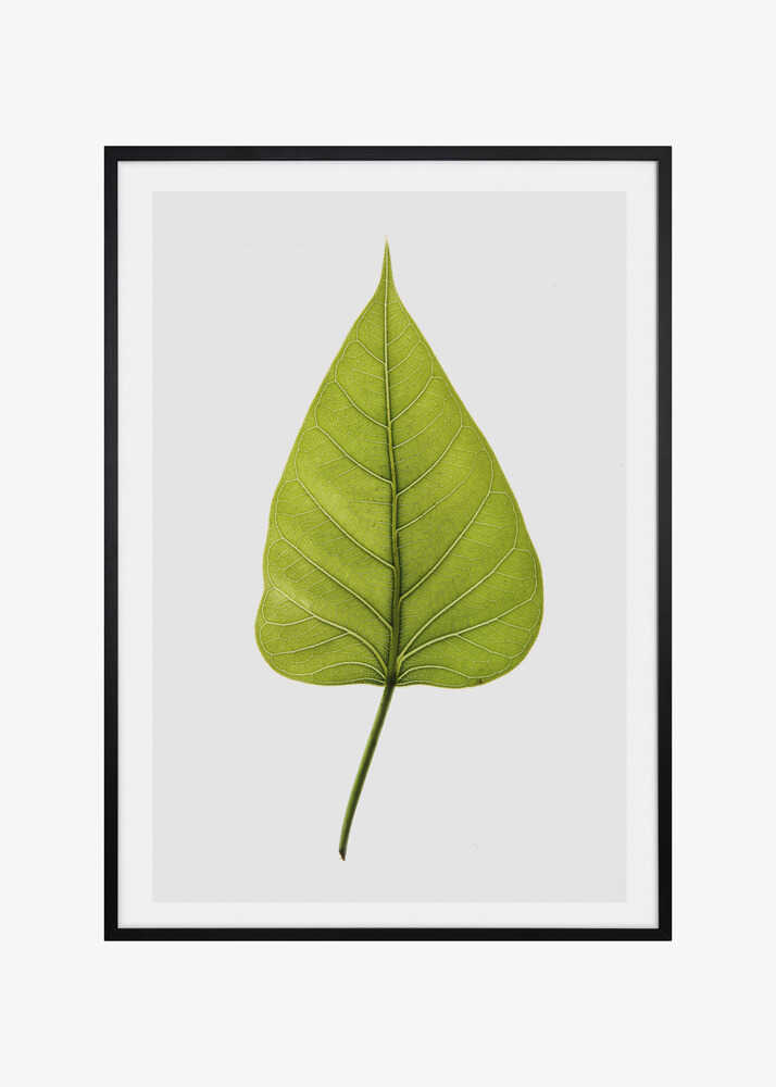 Single Green Leaf With Intricate Vein Patterns