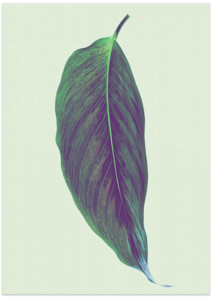 Single Green Leaf