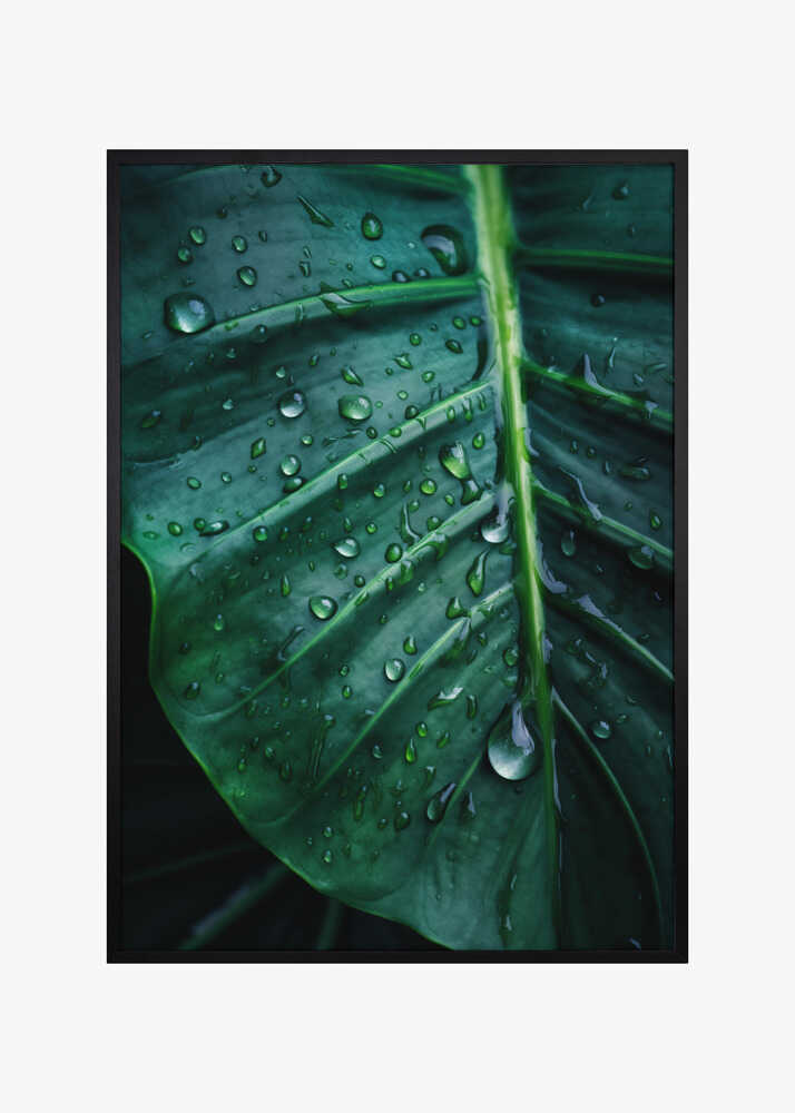 Rain Kissed Leaf