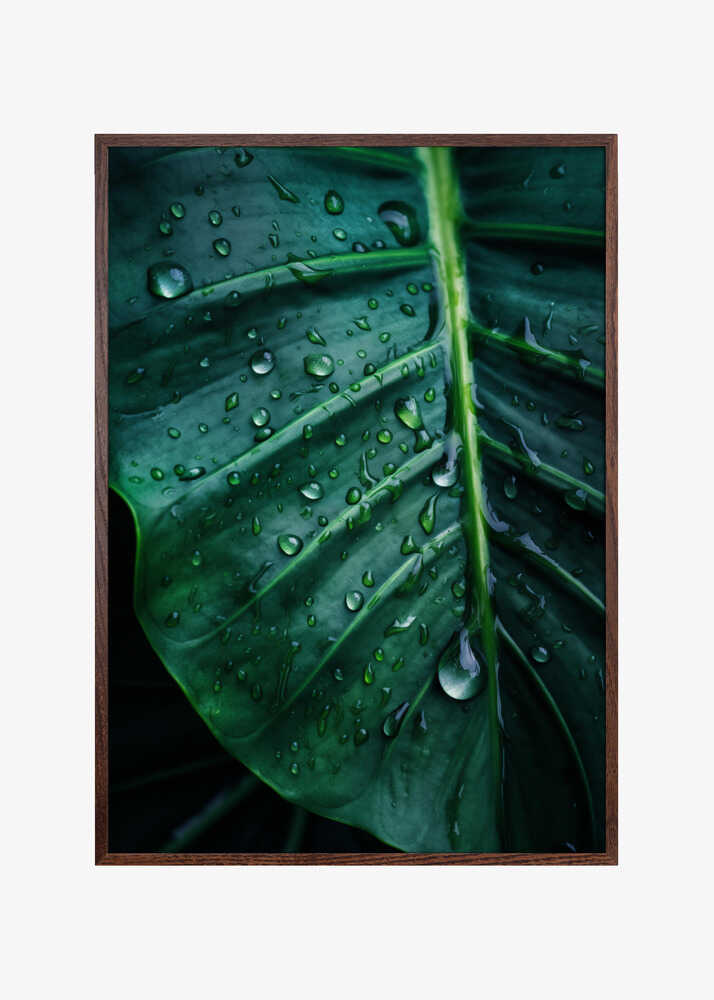 Rain Kissed Leaf