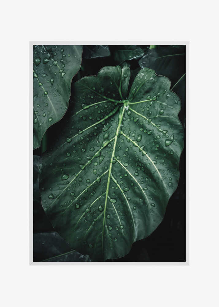 Rain Kissed Leaves