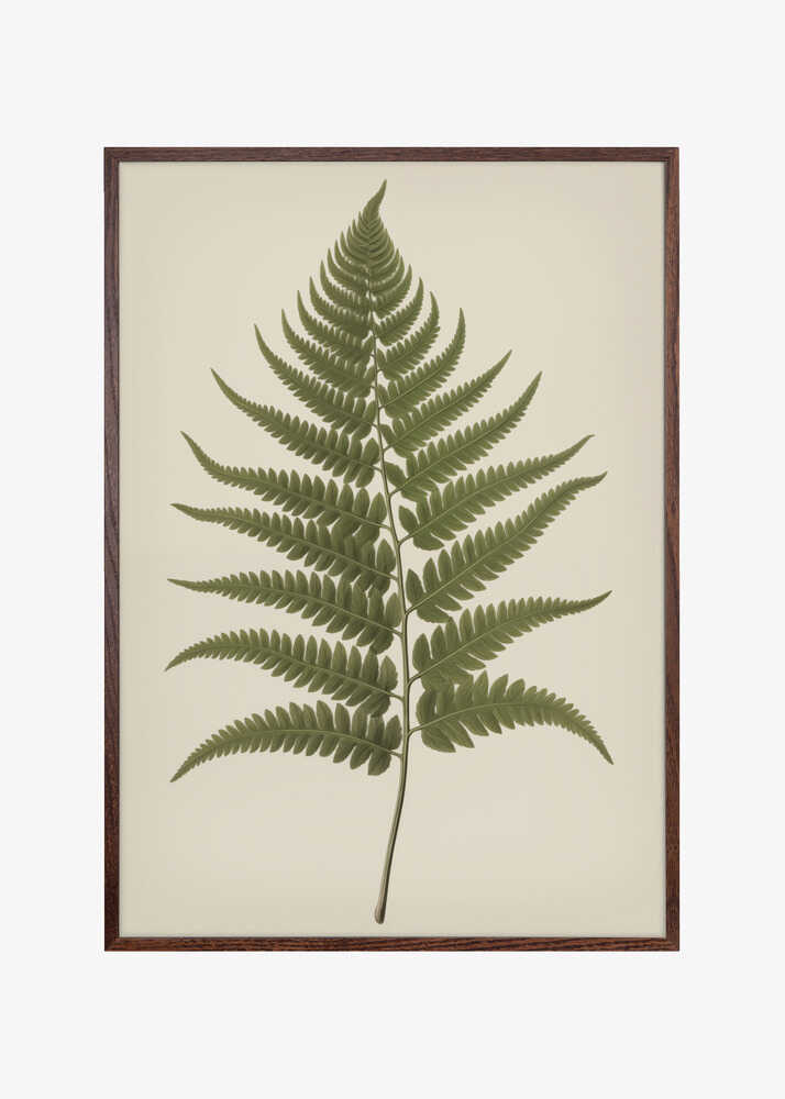 Dryopteris Filix Mas