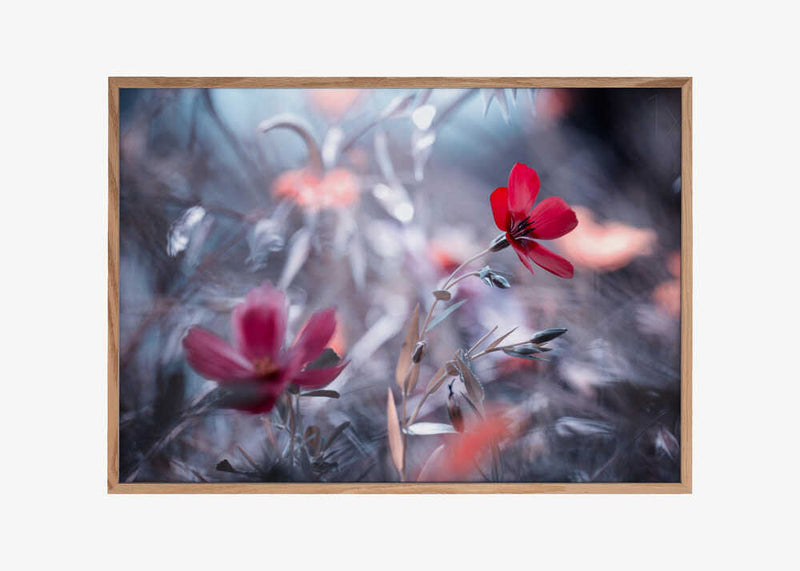 Une Fleur, une Histoire