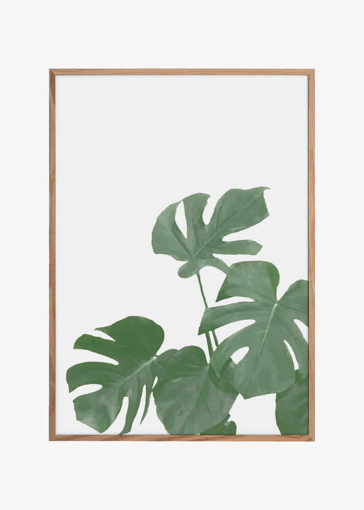 Monstera Aqua 04