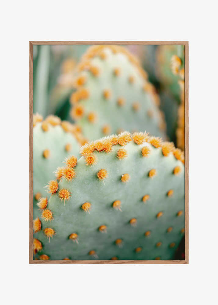 Orange and Green II - Marrakech botanical photography