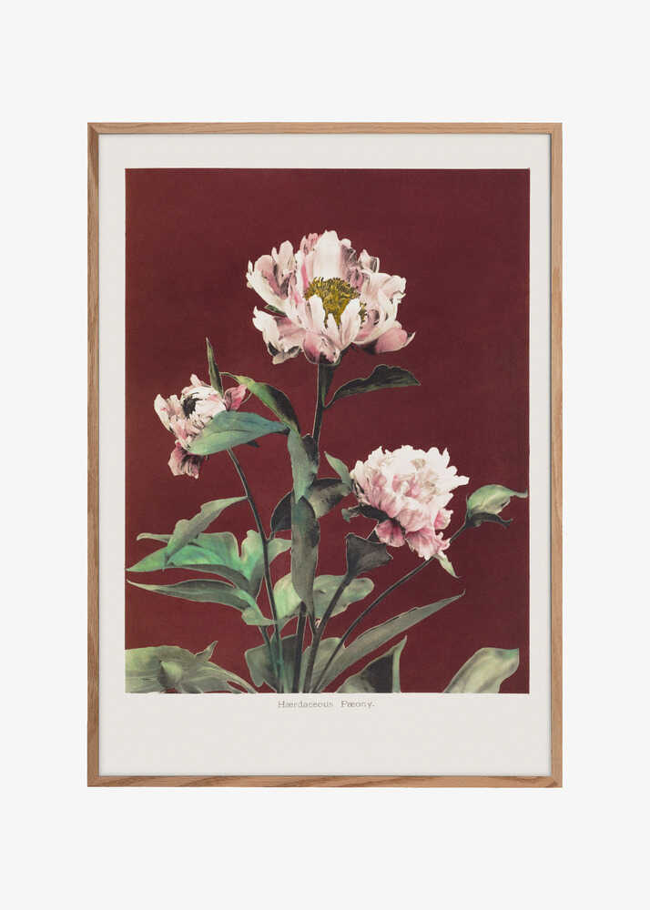 Hærdaceous Peony no2