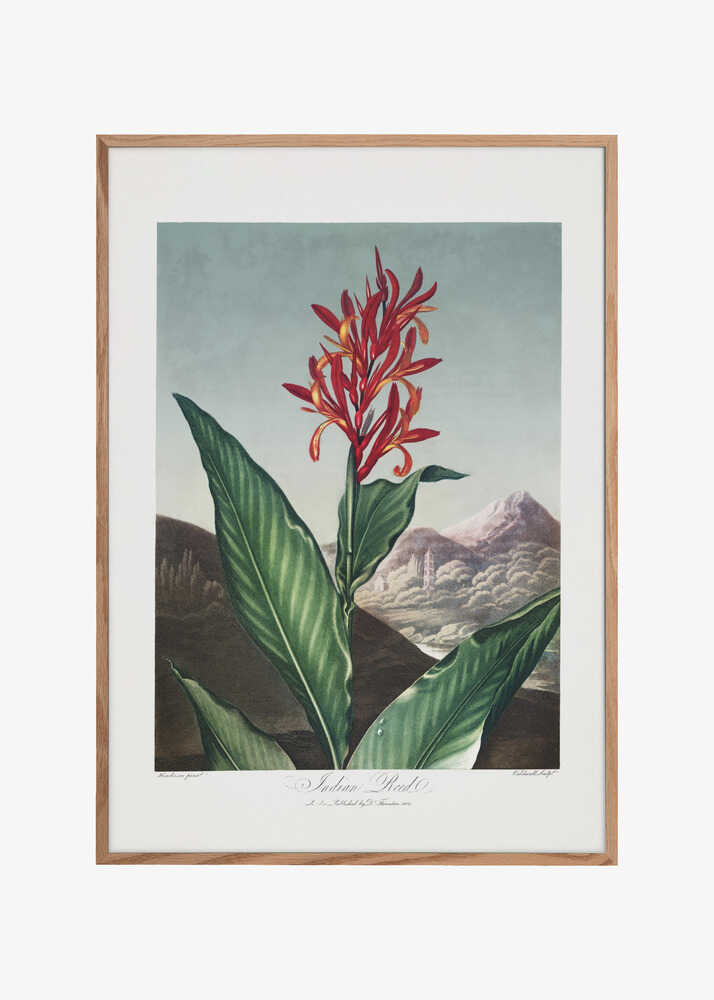 Indian Reed from The Temple of Flora (1807)