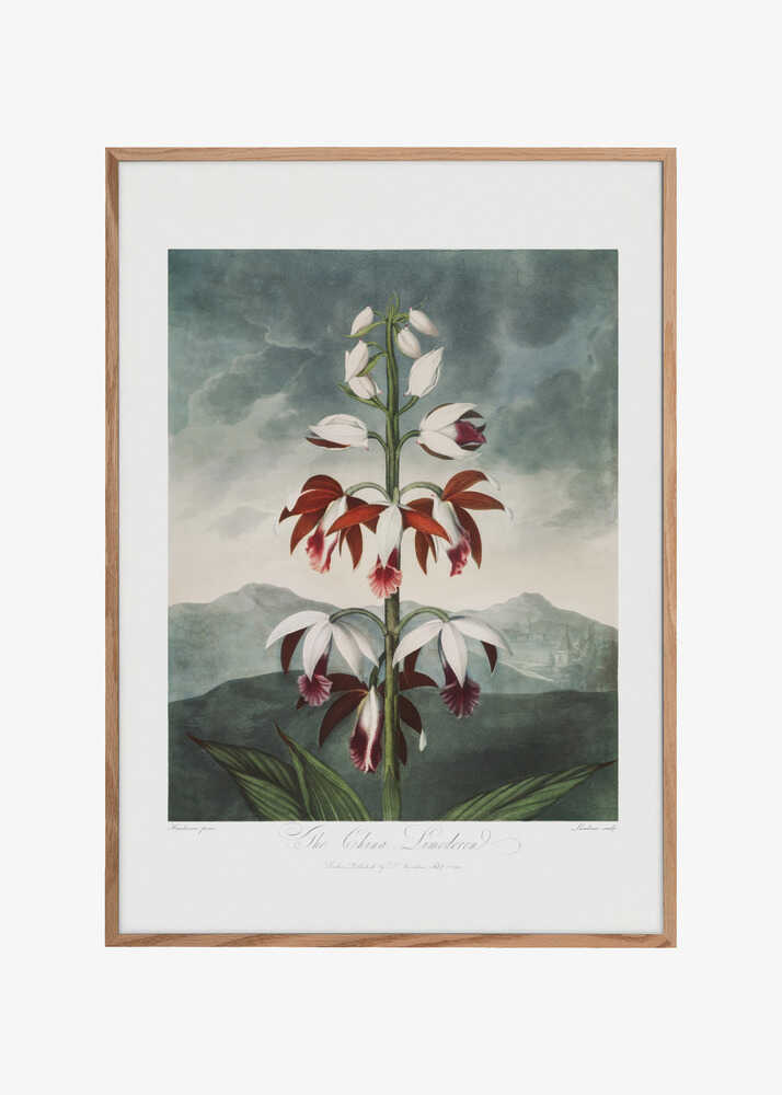 The Chinese Limodoron from The Temple of Flora (1807)