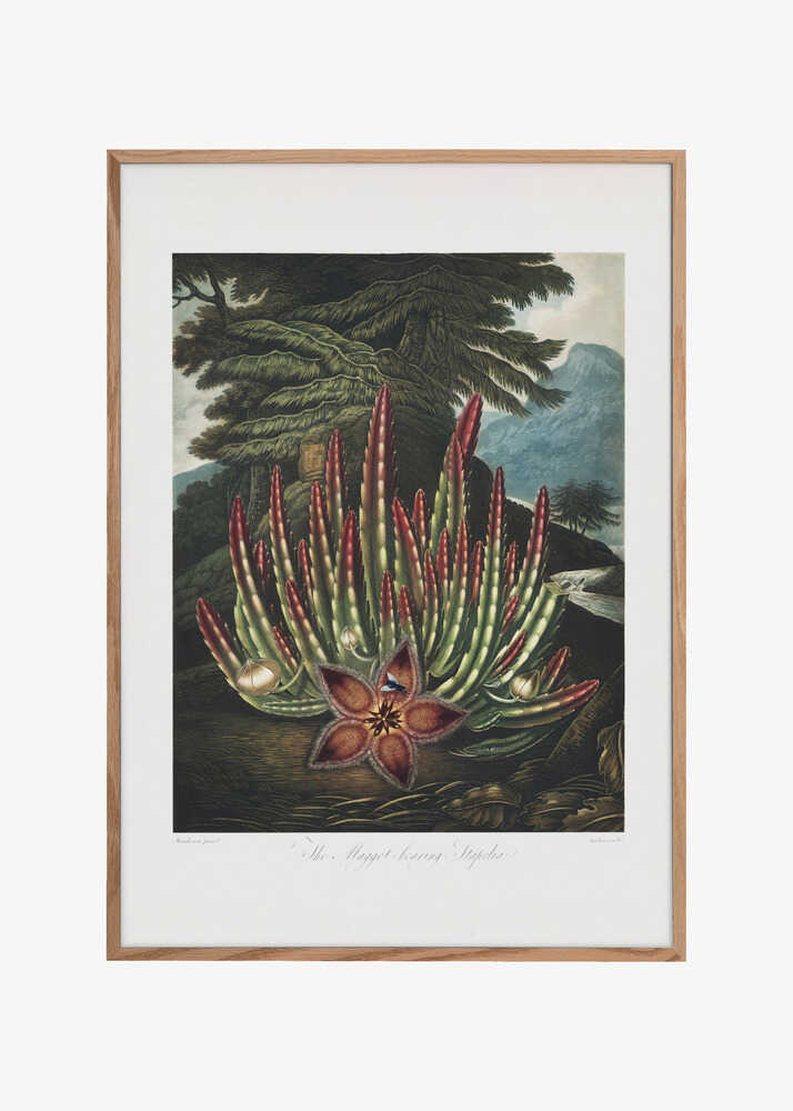 The Maggot–Bearing Stapelia from The Temple of Flora (1807)