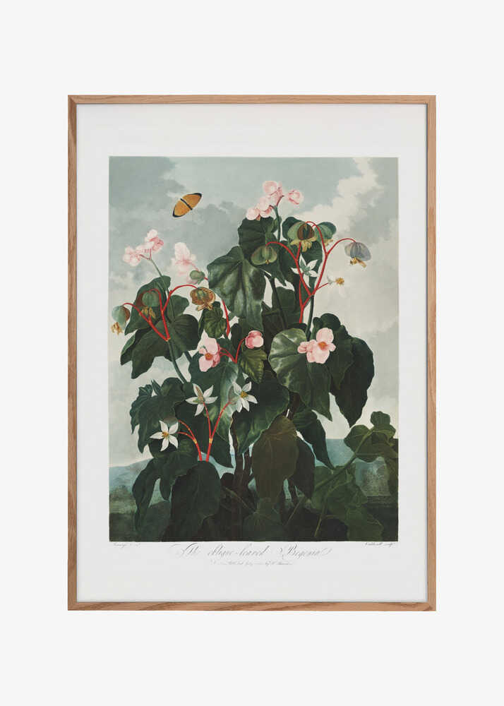 The Oblique–Leaved Begonia from The Temple of Flora (1807)