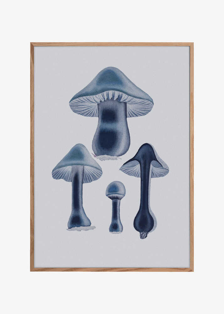 Agaricus Bulbosus - Blue