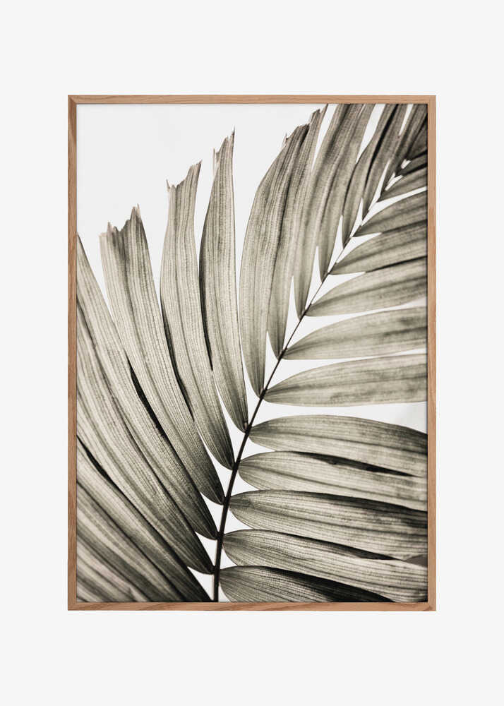 Palm Leaves 22