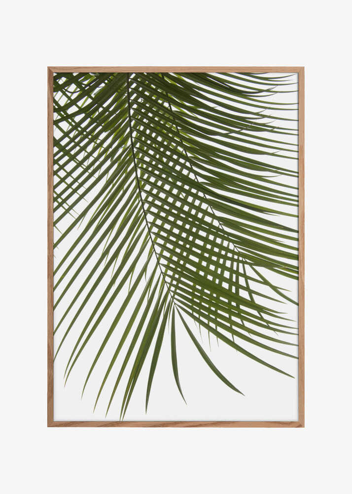 Palm Leaves Foliage Photo IV