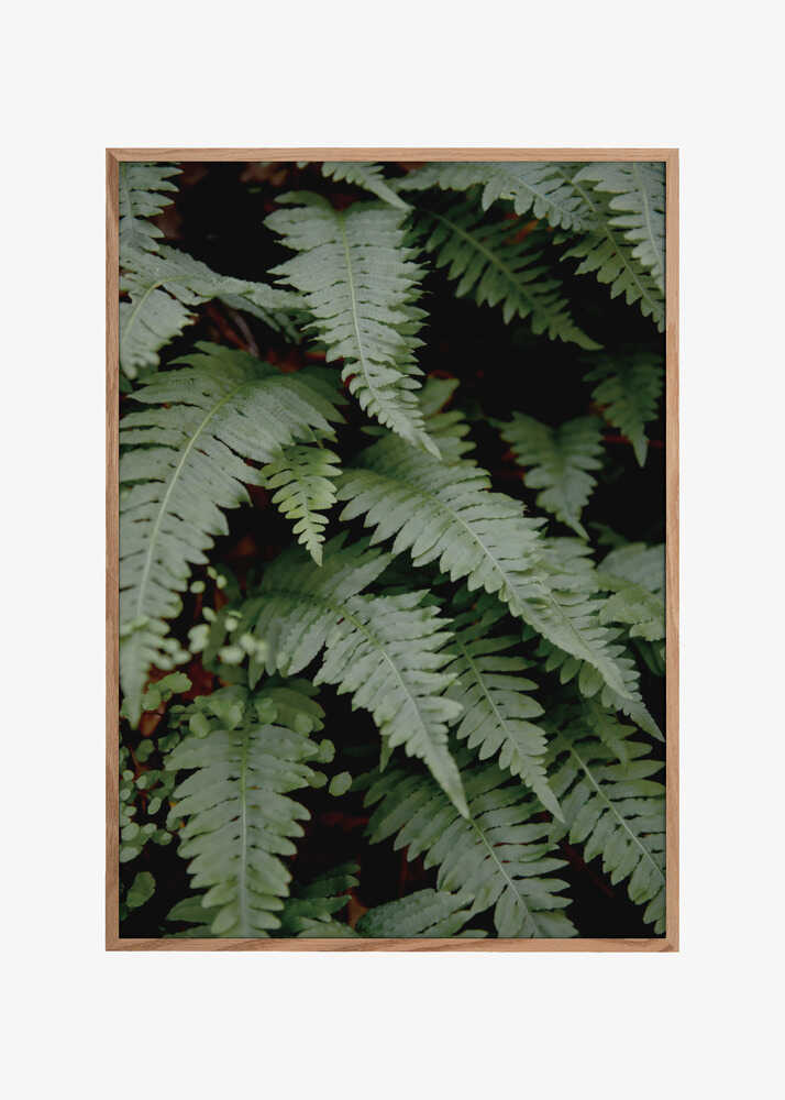 wild fern