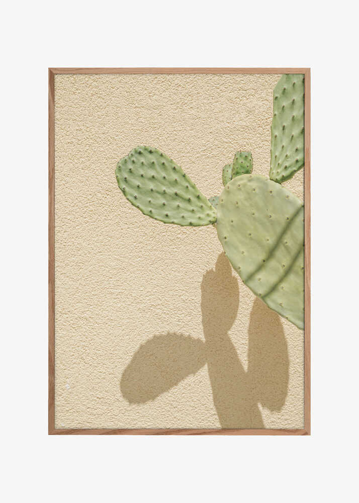 Cacti Shadowplay