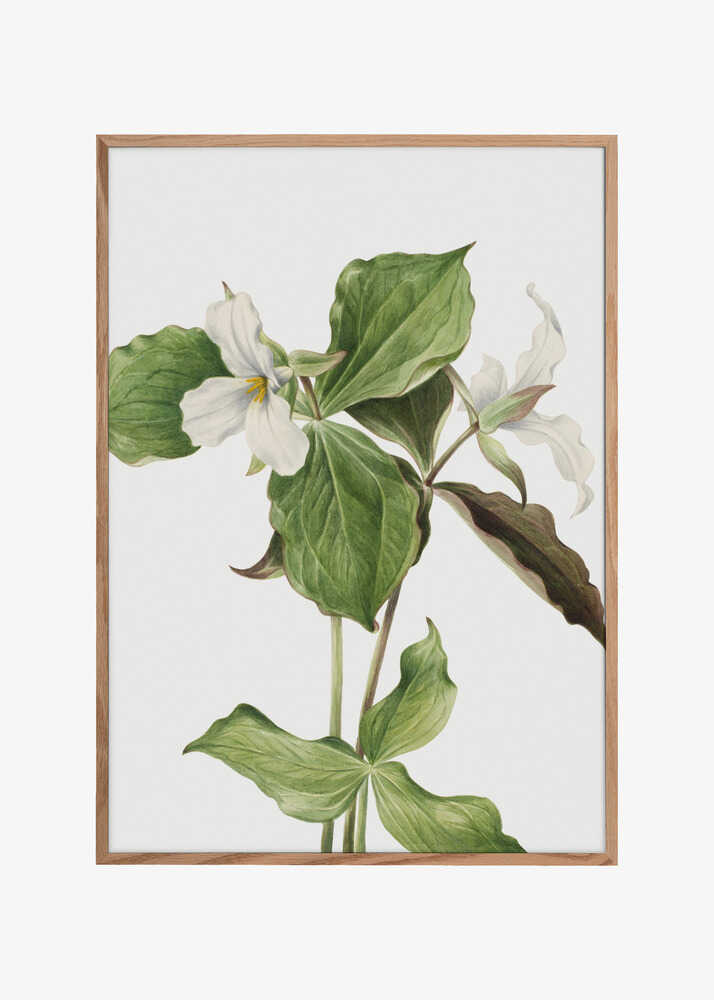 Large White Trillium