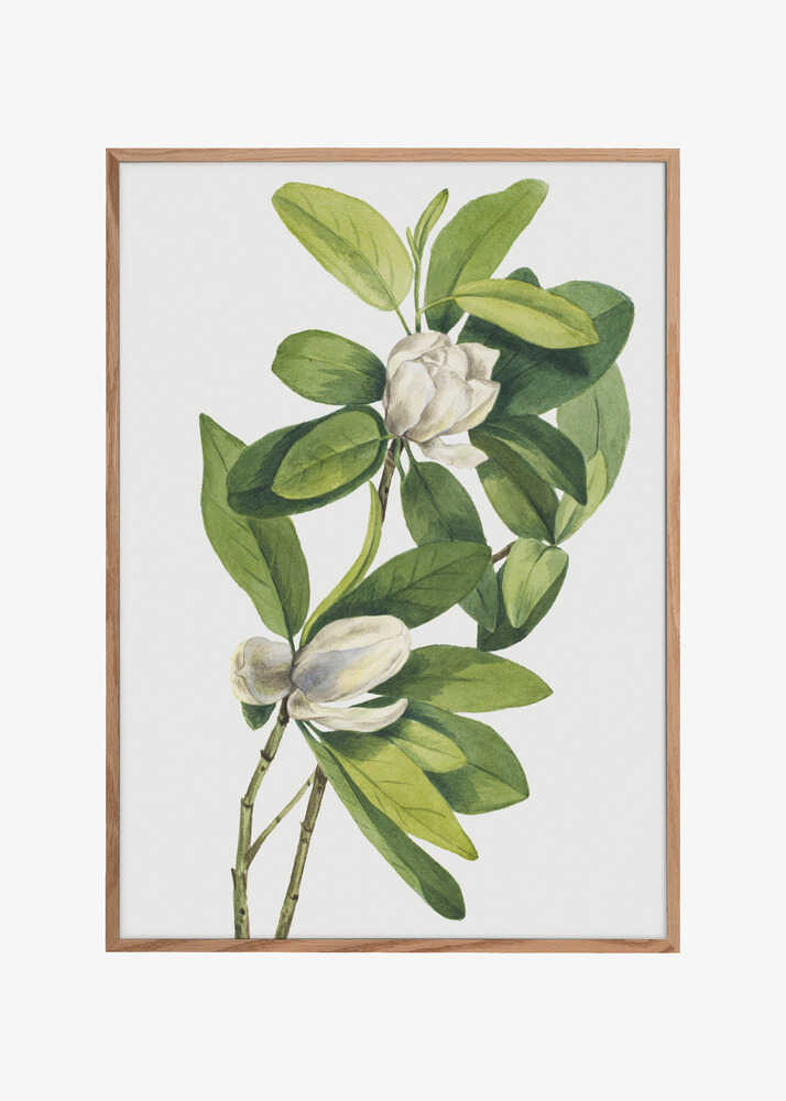 Swamp Magnolia (1918)