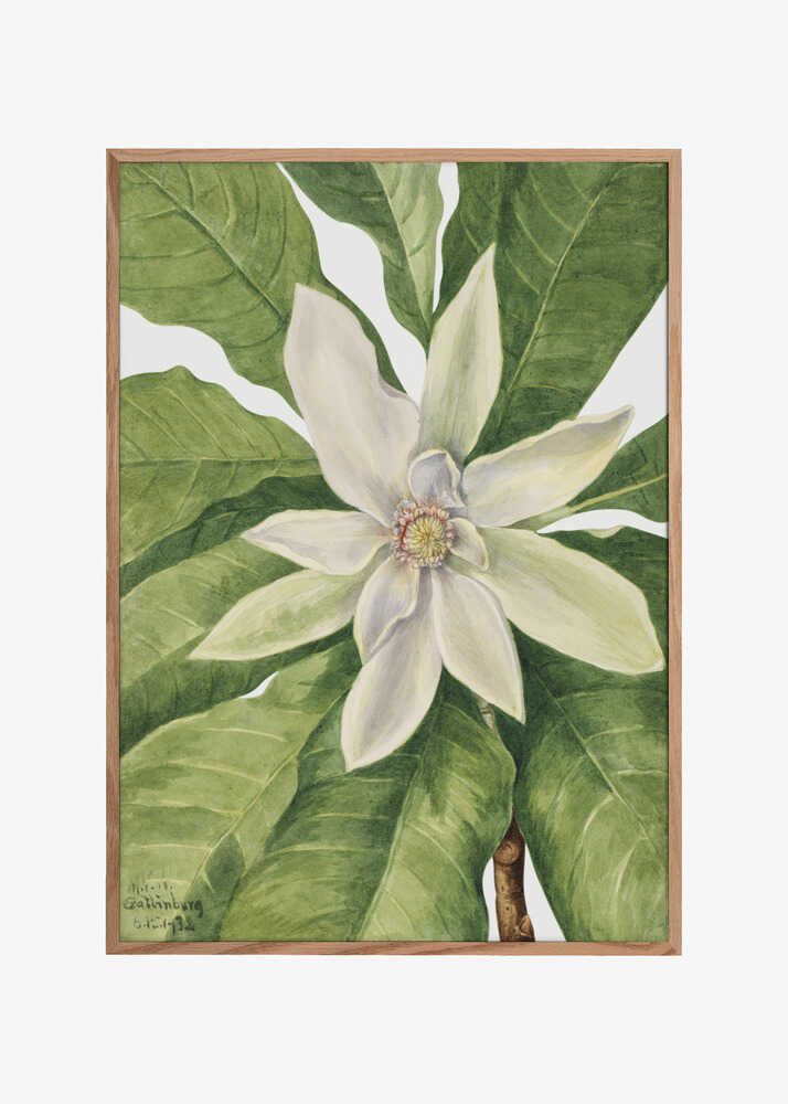 Umbrella Tree (1932)