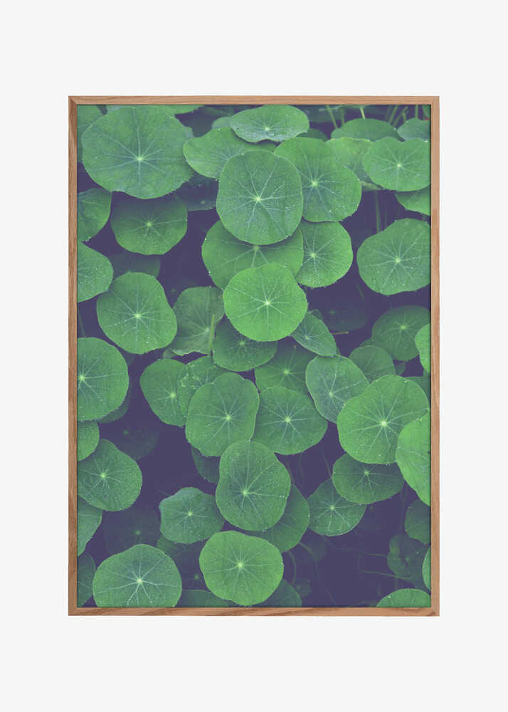 Nasturtium Leaves