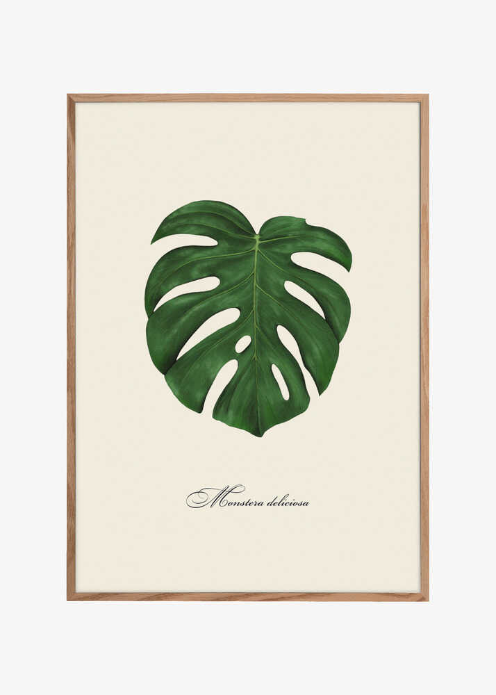 Monstera