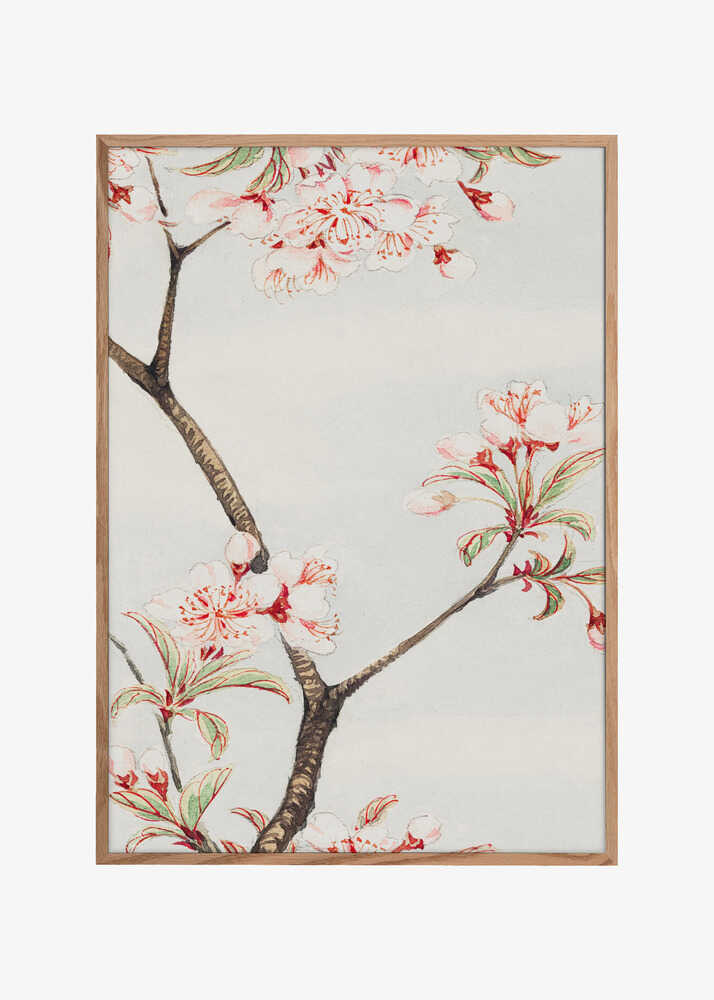 Sakura Cherry During 1870–1880