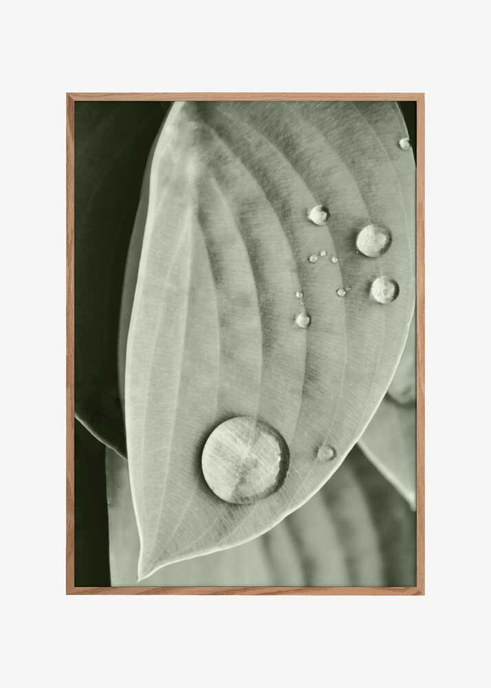 Dew on Leaf Elegance