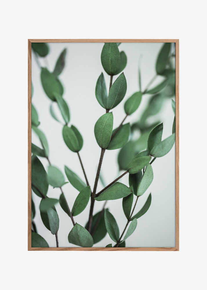 Eucalyptus Branches