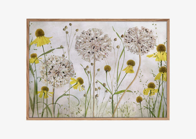 Alliums and heleniums